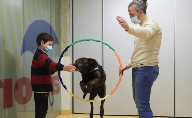 Curso Perros Nueva Ley | Ley De Bienestar Animal: Cómo Es El Curso ...